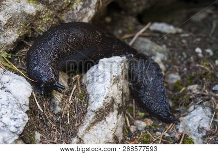 Black And Blue Slug, Limax Cinereoniger. The Largest Terrestrial Slug.