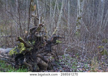 A Big Old Fallen Tree Roots In The Forest.