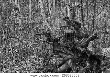 A Big Old Fallen Tree Roots In The Forest.