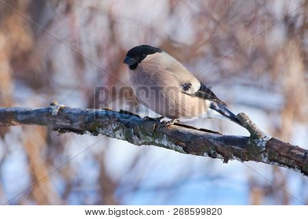 Eurasian Bullfinch (pyrrhula Pyrrhula, Female) Sits In A Forest Park On A Branch Without A Bark Cove