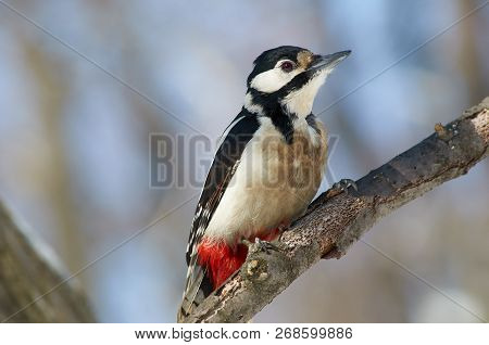 Great Spotted Woodpecker (dendrocopos Major) Sits On A Branch Of A Tree In A Forest Park Very Close 