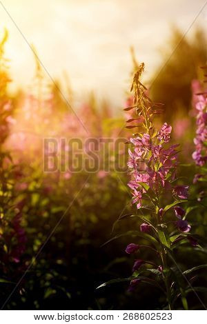 Flowers Of Rosebay Willowherb In The Sunset