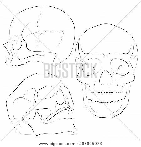 Skull Vector Illustration, Collection Of Hand Drawn Skulls, Hard Core Skull Vector Art. Sketch Style