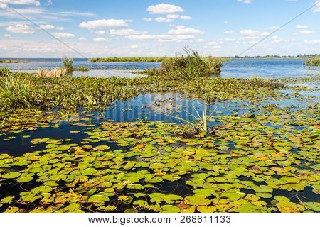Wetlands In Nature Reserve Esteros Del Ibera, Argentina