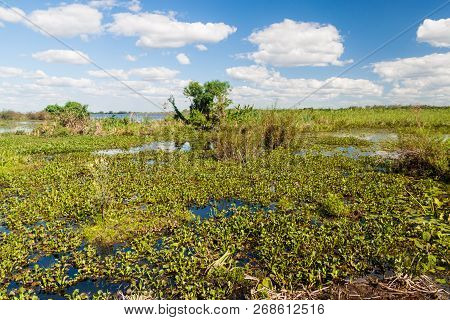 Wetlands In Nature Reserve Esteros Del Ibera, Argentina
