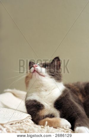 แมว