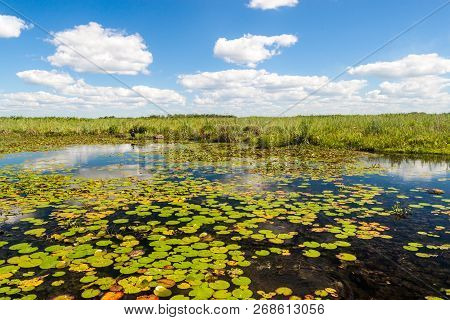 Wetlands In Nature Reserve Esteros Del Ibera, Argentina