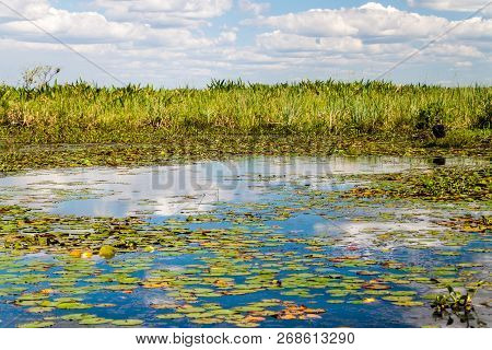 Wetlands In Nature Reserve Esteros Del Ibera, Argentina