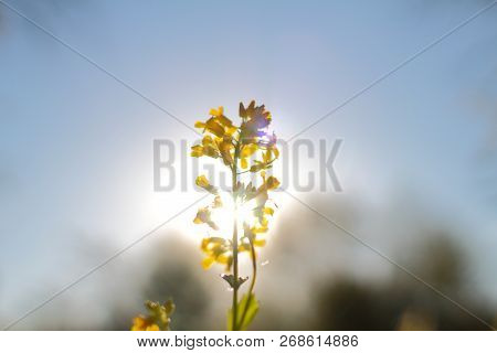 Medicinal Plant Bunias In Spring Time. Used In Herbal Medicine, Cooking, Food For Animals.