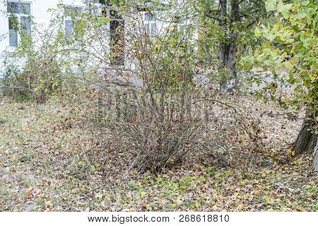 Hips Bush With Ripe Berries. Berries Of A Dogrose On A Bush. Fruits Of Wild Roses. Thorny Dogrose. R