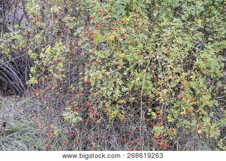 Hips Bush With Ripe Berries. Berries Of A Dogrose On A Bush. Fruits Of Wild Roses. Thorny Dogrose. R