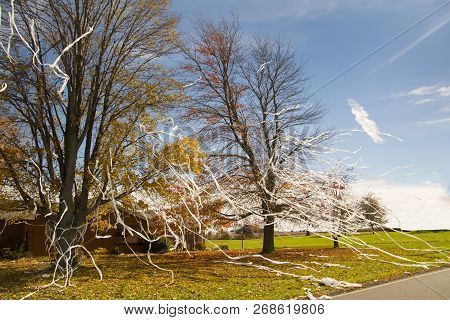 Funny Prankster Toilet Papered A House In The Country