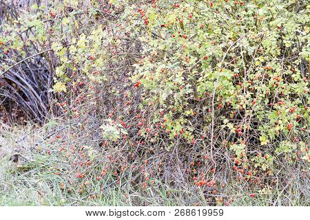 Hips Bush With Ripe Berries. Berries Of A Dogrose On A Bush. Fruits Of Wild Roses. Thorny Dogrose. R