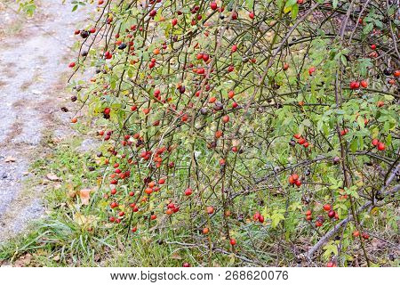 Hips Bush With Ripe Berries. Berries Of A Dogrose On A Bush. Fruits Of Wild Roses. Thorny Dogrose. R