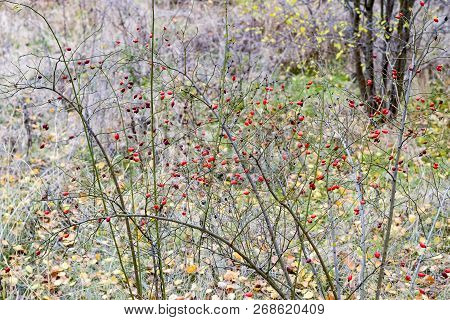 Hips Bush With Ripe Berries. Berries Of A Dogrose On A Bush. Fruits Of Wild Roses. Thorny Dogrose. R