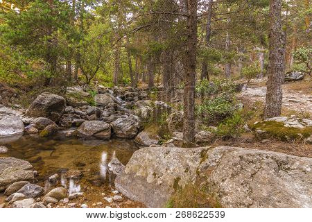 Backwater Stream Surrounded By Pine Trees In The Sierra De Guadarrama Near The Port Of Navacerrada. 