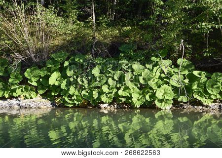 Coastal Mug. Huge Leaves Of Mugs On The River Bank