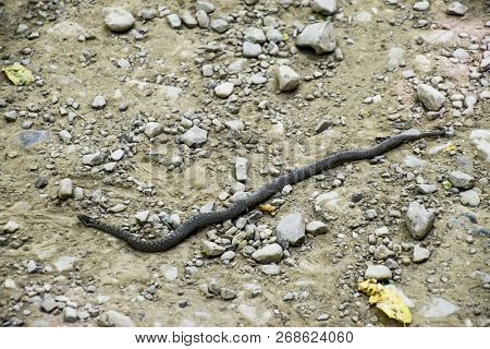 Viper Is Ordinary. Snake On The Road. The Snake Crawls Along The Ground With Rocks