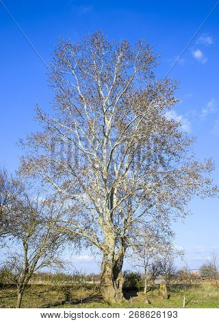 Blooming Silver Poplar. Silver Poplar Tree In Spring. Poplar Fluff From Flowers - Earrings.
