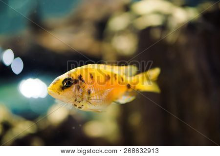 Msobo Magunga Fish Of Yellow Color With Black Spots Floats In Aquarium. Metriaclima In Fish Tank. Ci