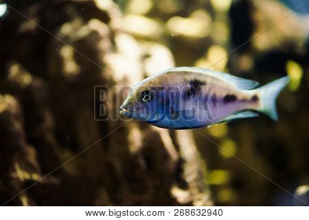 Sciaenochromis Fryeri Fish Of Blue Color With Black Spots Floats In Aquarium. Mbuna In Fish Tank. Ci