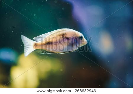 Sciaenochromis Fryeri Fish Of Blue Color Floats In Aquarium. Mbuna In Fish Tank. Cichlids.