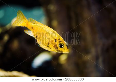 Msobo Magunga Fish Of Yellow Color With Black Spots Floats In Aquarium. Metriaclima In Fish Tank. Ci