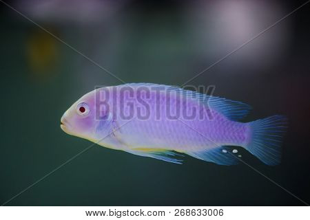 Albino Zebras Fish Floats In Aquarium. Metriaclima Pyrsonotos, Cichlids, Mbuna In Fish Tank.