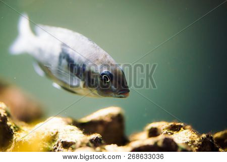 Sciaenochromis Fryeri Fish Of Blue Color With Black Spots Floats In Aquarium. Mbuna In Fish Tank. Ci
