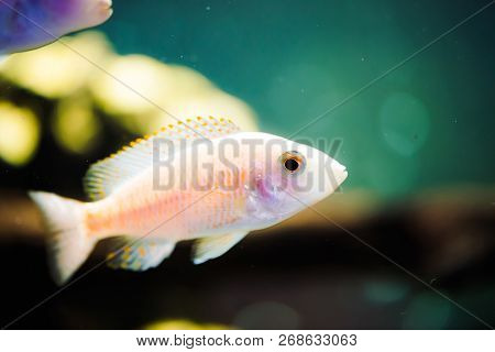 Albino Zebras Fish Floats In Aquarium. Metriaclima Pyrsonotos, Cichlids, Mbuna In Fish Tank.