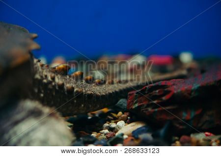 Tail Of Chelydra Serpentina Close-up. Reptile On Rocky Down Of Aquarium.