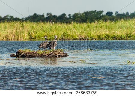 Southern Screamer Chauna Torquata In Esteros Del Ibera, Argentina