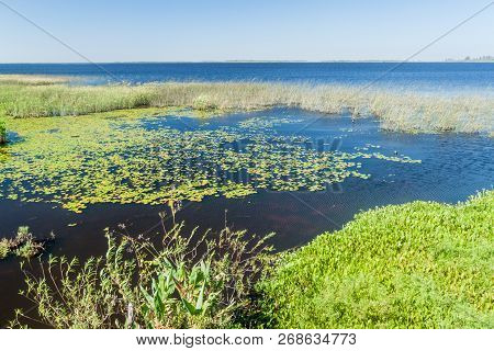 Wetlands In Nature Reserve Esteros Del Ibera, Argentina