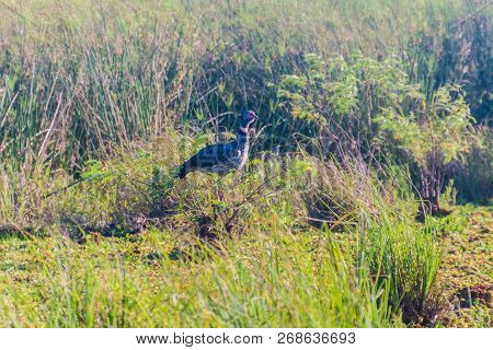 Southern Screamer Chauna Torquata In Esteros Del Ibera, Argentina
