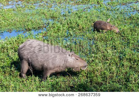 Capybara With Flycatcher On Its Back, Esteros Del Ibera, Argentina
