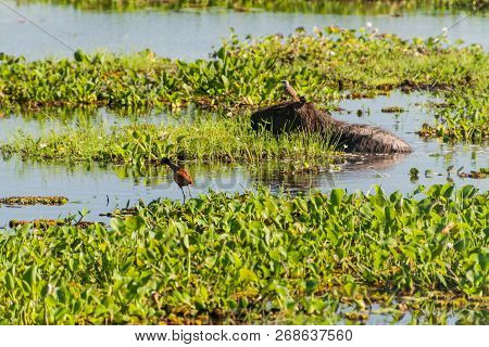 Capybara With Flycatcher On Its Head, Esteros Del Ibera, Argentina. Wattled Jacana Also Present.