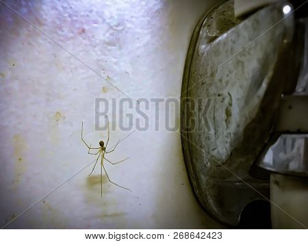 Horrifying Spider, Web And Shower With Dehaze Effect In In The Bathroom