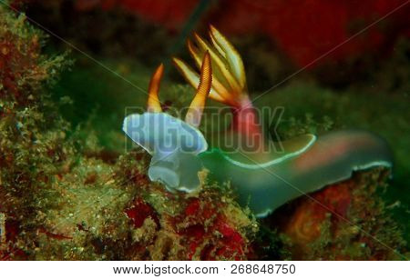 Marine Life, Or Sea Life Or Ocean Life, Is The Plants, Animals And Other Organisms That Live In The 