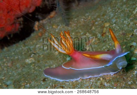 Marine Life, Or Sea Life Or Ocean Life, Is The Plants, Animals And Other Organisms That Live In The 