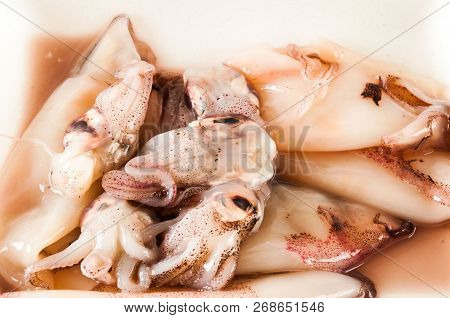 Fresh Squids Calamar On The Fish Market Counter