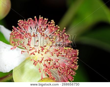 Closeup Tetracera Indica Flower With Green Buds Isolated On Nature Background, Selective Focus