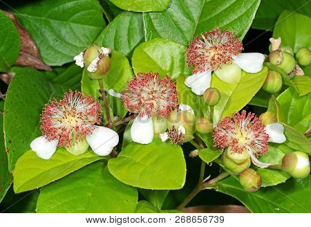 Closeup Group Of Tetracera Indica Flowers With Green Buds Isolated On Nature Background