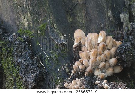 Coprinus Micaceus Mushroom Near The Tree, Close Up