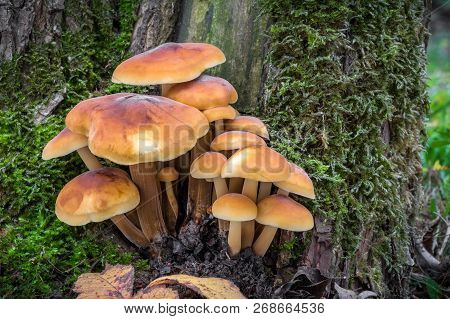 Close Up Shot Of Edible Mushrooms Known As Enokitake, Golden Needle Or Winter Mushrooms - Flammulina