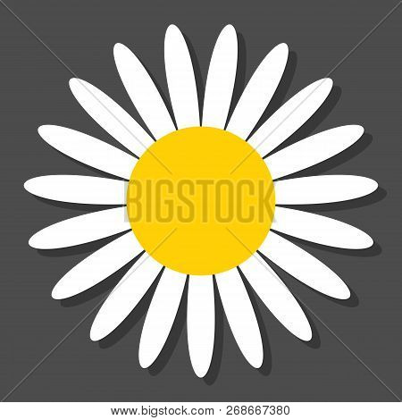 Chamomile Flat Vector Icon On A Grey Background With Shadow.