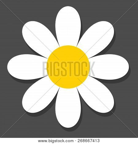 Chamomile Flat Vector Icon On A Grey Background With Shadow.