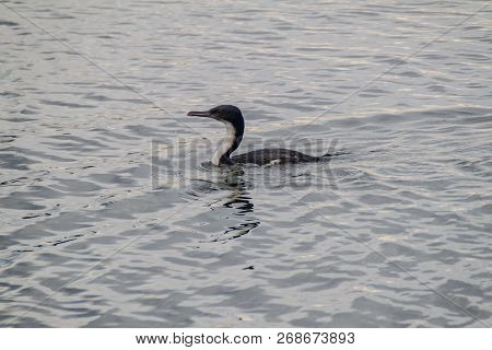 Cormorant In National Park Tierra Del Fuego, Argentina