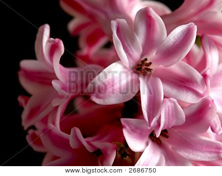 Alone Pink Hyacinth