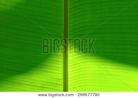 Close Up Banana Leaf With Sun Light Shadow For Background Texture