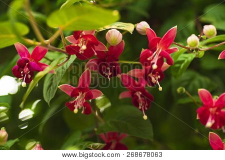 Hanging Fuchsia Flowers In The Garden.fuchsia Magellanica Flower.natural.